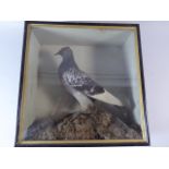 A Cased Taxidermy Study of a Racing Pigeon.