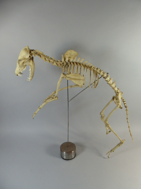 A Preserved and Mounted Fox Skeleton. - Image 2 of 2