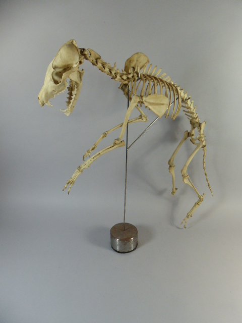 A Preserved and Mounted Fox Skeleton.