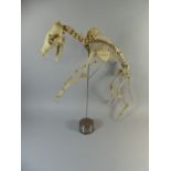 A Preserved and Mounted Fox Skeleton.