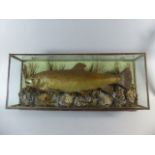 A Cased Taxidermy Study of a Brown Trout by T. Salkeld, Carnforth.