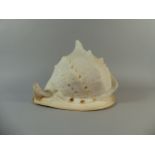 A Large Conch Shell.