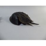 A 19th Century Taxidermy Study of a Horseshoe Crab, 27cm Long,