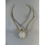 A Set of Weathered Deer Antlers and Half Skull. 50cm Wide.