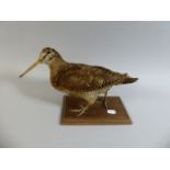 A Taxidermy Study of a Woodcock on Wooden Plinth