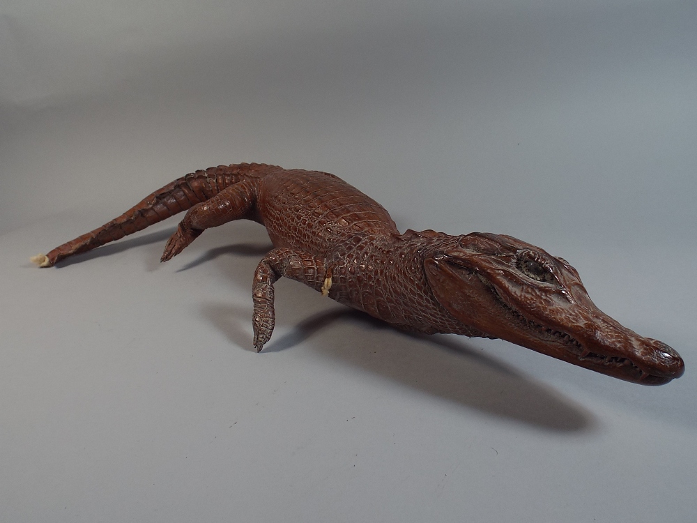 An Edwardian Taxidermy Study of Young Crocodile (Some Losses) 85 cm Tall.