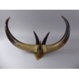19th Century Cow Horn Hat and Coat Hooks 40cm Wide