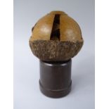 A Mounted Brazil Nut Seed Capsule, Carved and Pierced to Reveal the Contained Nuts,