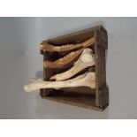 An Old Wooden Crate Containing a Camels Jaw Bone and Two Leg Bones.