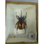 A Cased Beetle, Eupatorus Gracilicornis,