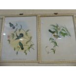 A Pair of Framed Prints of Humming Birds