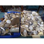 Two Trays Containing Large Quantity of Sea Shells,