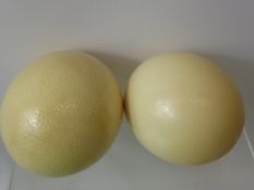 Two Ostrich Eggs. (2)