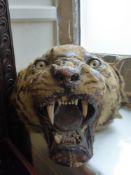 An Antique Taxidermi Bengal Tiger Head, with glass eyes.