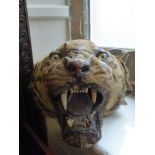 An Antique Taxidermi Bengal Tiger Head, with glass eyes.