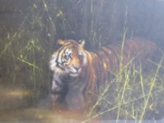 David Shepherd, a limited edition print, entitled 'Into the sunlight, there came a Tiger', 174/