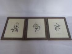 An Antique Collection of Six Coloured Prints, including various fruit and English birds approx 28