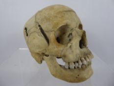 An Antique Human Skull, for scientific/ medical purposes, with split cranium, some handwritten terms