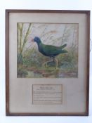 E J Hoy Early 20th Century Original Watercolour depicting a Purple Water Hen (Genus Heyacinthine