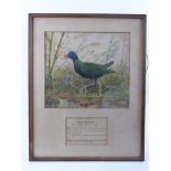 E J Hoy Early 20th Century Original Watercolour depicting a Purple Water Hen (Genus Heyacinthine