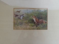 An Original Water Colour of a Fox Chasing Grouse, unsigned approx 24 x 16 cms (io).