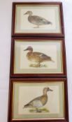 Three Vintage Prints of British Ducks, framed and glazed, approx 15.5 x 24 cms (io).