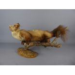 An Antique Taxidermy Pine Martin, raised on a naturalistic base.