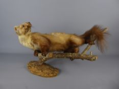 An Antique Taxidermy Pine Martin, raised on a naturalistic base.