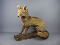 An Antique Taxidermy Dog Fox, raised on a naturalistic base.