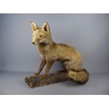An Antique Taxidermy Dog Fox, raised on a naturalistic base.
