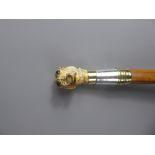 A Malacca Walking Cane, with ivory canine head and silver collar, hallmarked London 1892.