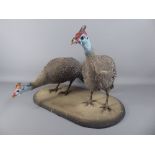 A Taxidermy Group Numididae 'Helmeted Guinea Fowl ', on a square plinth.