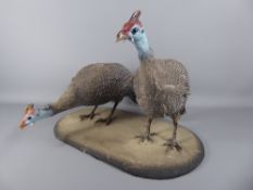 A Taxidermy Group Numididae 'Helmeted Guinea Fowl ', on a square plinth.