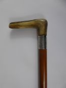An Edwardian Malacca Walking Stick with engraved silver collar and horn handle.