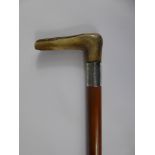 An Edwardian Malacca Walking Stick with engraved silver collar and horn handle.