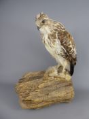 A Victorian Taxidermy Adult Buzzard sat on a wooden branch with prey, approx 42 cms.
