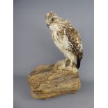 A Victorian Taxidermy Adult Buzzard sat on a wooden branch with prey, approx 42 cms.