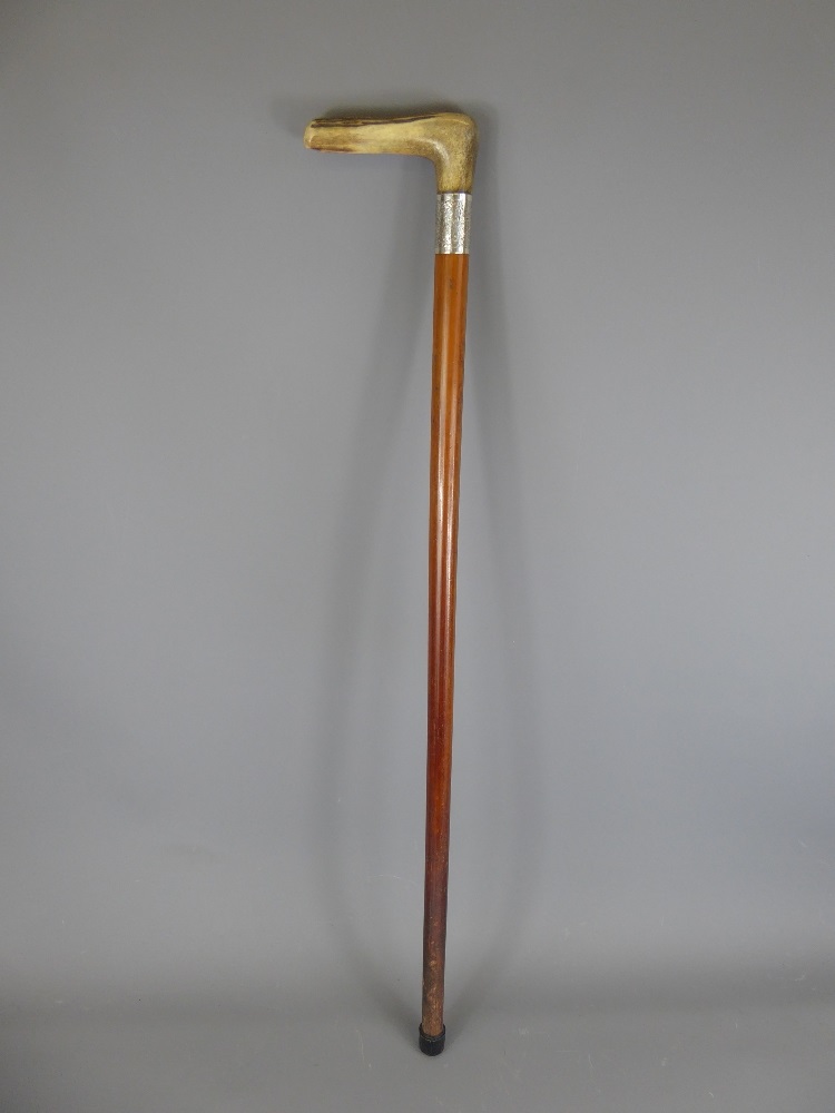 An Edwardian Malacca Walking Stick with engraved silver collar and horn handle. - Image 2 of 2