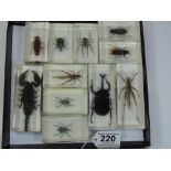 11 X RESIN ENCASED INSECTS