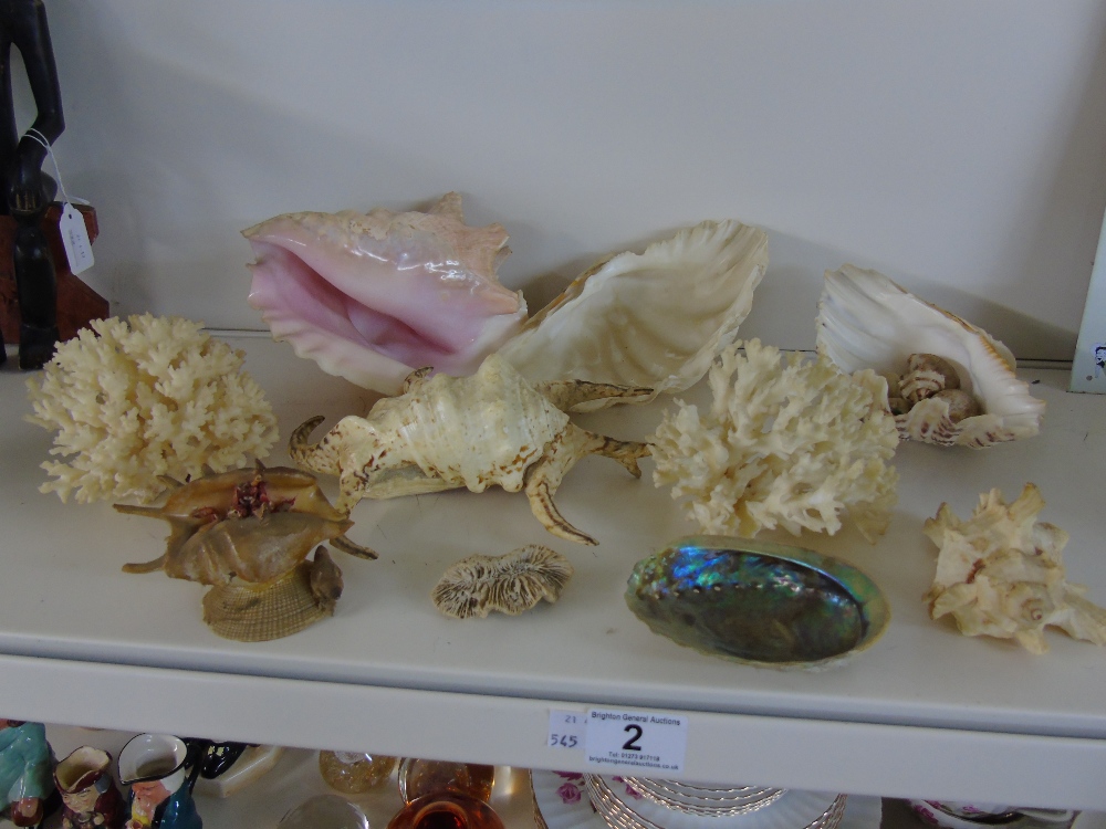 QUANTITY OF SEA SHELLS