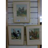 SET OF 3 COCKEREL PRINTS