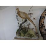 TAXIDERMY OF A PEA HEN