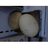 2 X OSTRICH EGGS