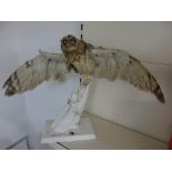 TAXIDERMY OWL