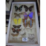 BOX FRAMED COLLECTION OF BUTTERFLIES