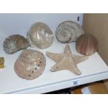 ASSORTED SEA SHELLS