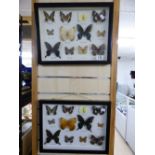 2 X FRAMED & GLAZED TAXIDERMY BUTTERFLIES