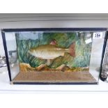 MODEL FISH IN DISPLAY CASE 27 X 45 CMS