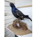 TAXIDERMY GROUSE UPON A LOG