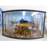 MODEL FISH IN DISPLAY CABINET. 26 X 47 CMS